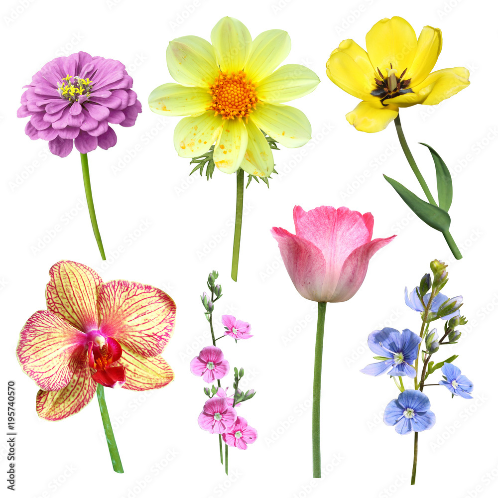 isolated buds and flowers in a set on a white background isolated buds and flowers in a set on a white background
