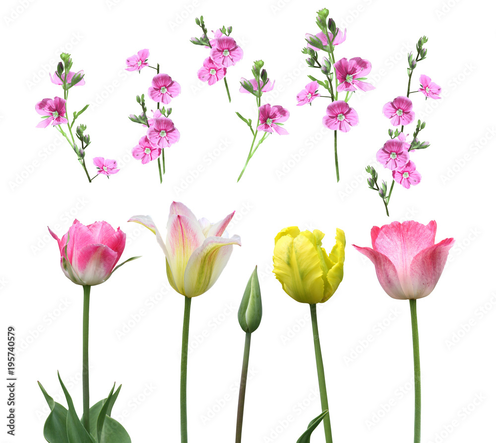 isolated buds and flowers in a set on a white background isolated buds and flowers in a set on a white background