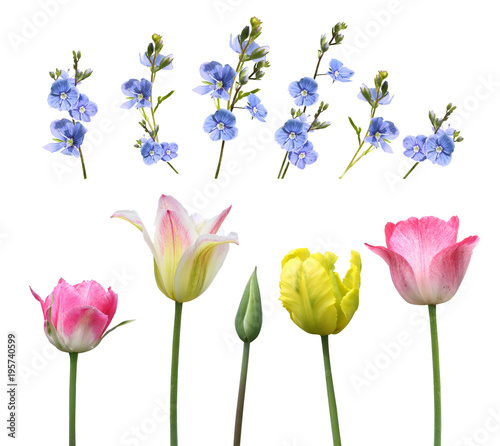 Fototapeta Naklejka Na Ścianę i Meble -  isolated buds and flowers in a set on a white background