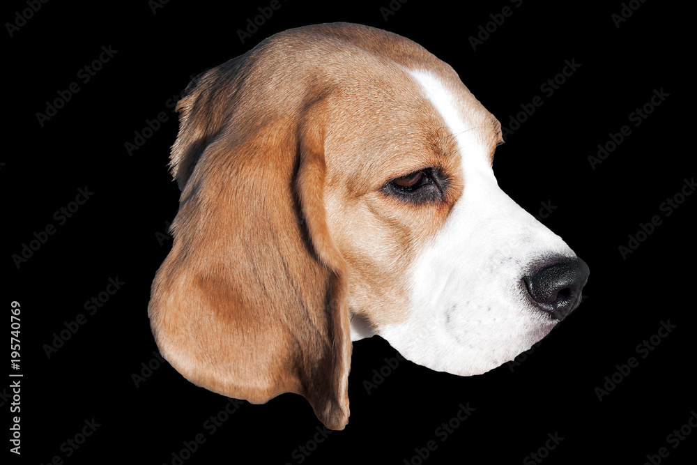 Dog beagle head isolated