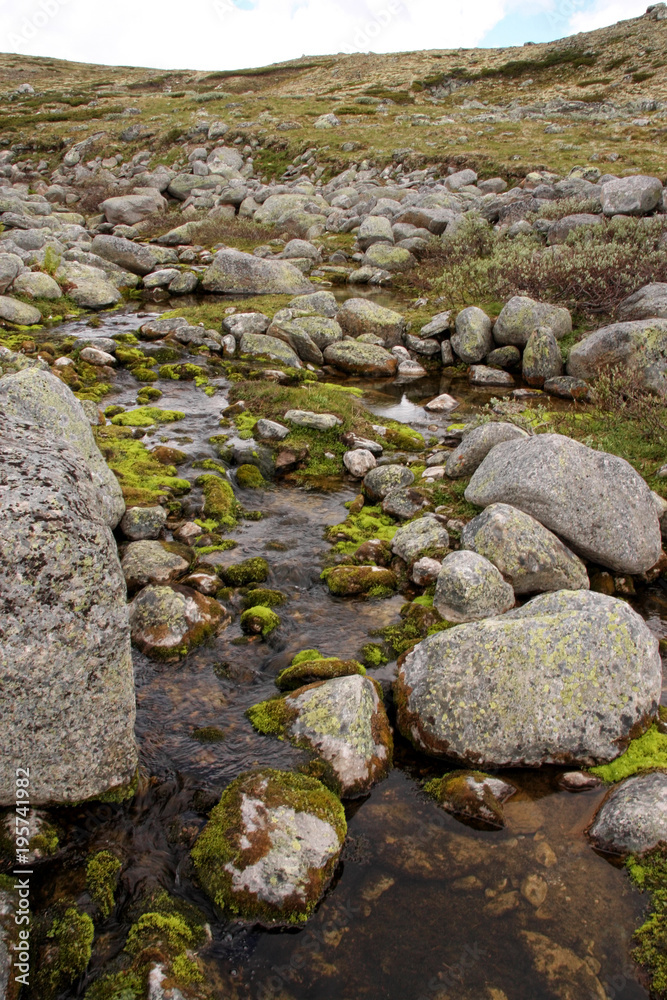 Stones covered with lichens in Dovrefjell National Park, Norway Stones covered with lichens in Dovrefjell National Park, Norway