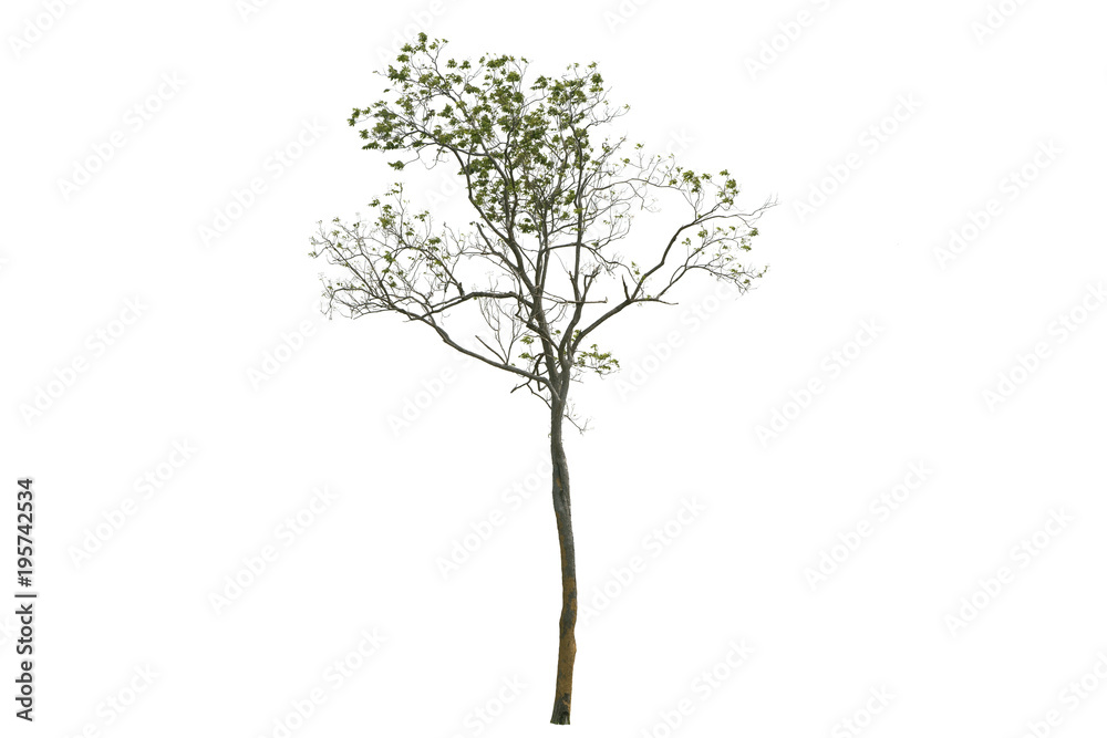 Tree isolated on white background. Tree isolated on white background.
