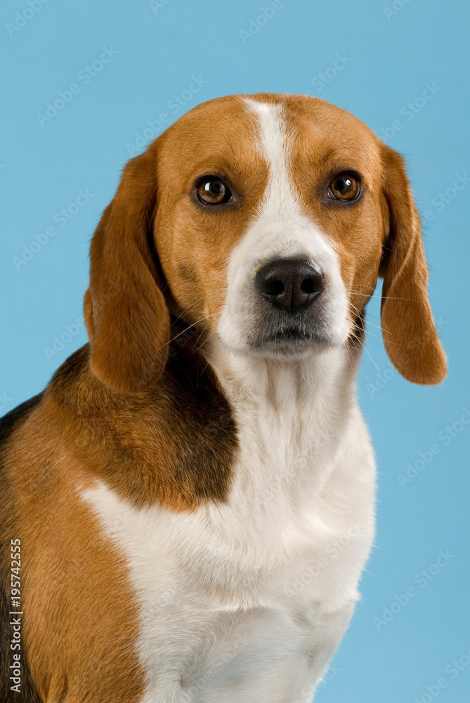 Beagle auf blauem Hintergrund