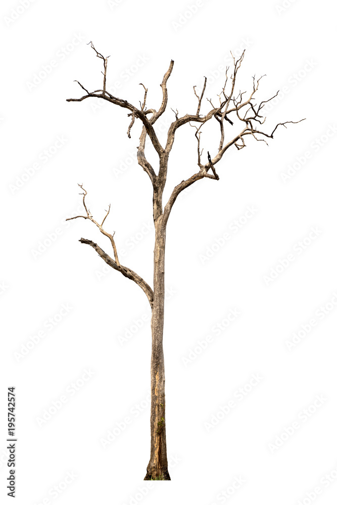 Fototapeta premium Dead trees isolated on white background Suitable for use.