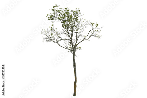 Tree isolated on white background.