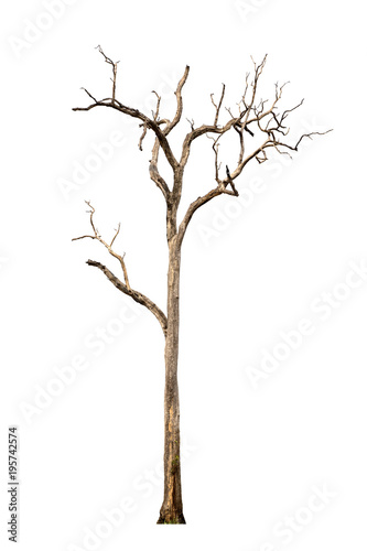 Dead trees isolated on white background Suitable for use.