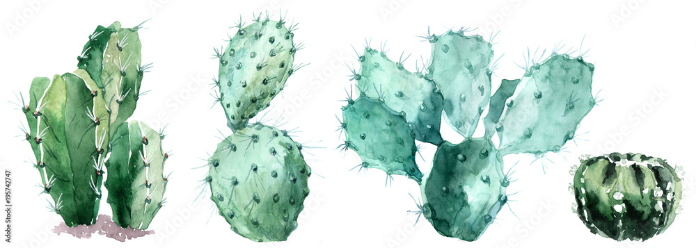 Fototapeta Akwarela ustawiająca kaktus odosobniona ilustracja na białym tle