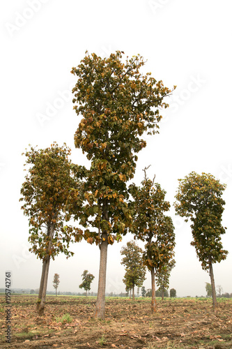 Tree group isolated on white background.