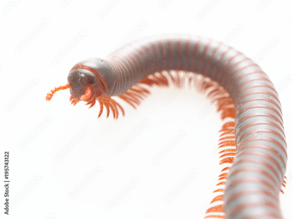 Millipedes, insect with long body and many legs look like centipedes, worm, or train Millipedes, insect with long body and many legs look like centipedes, worm, or train