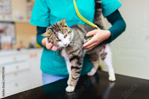 Cute cat at veterinary having medical treatment. 