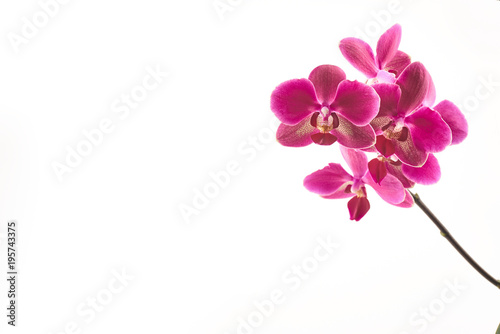 Fototapeta Naklejka Na Ścianę i Meble -  Purple orchid flowers on a white background
