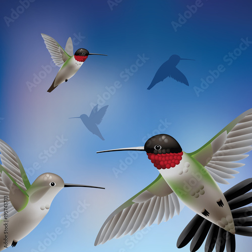 Migrating male and female Ruby throated Hummingbirds against a blue sky. EPS10 vector illustration.