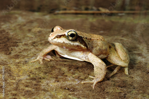 Pyrenäenfrosch (Rana pyrenaica) - Pyrenean frog  photo