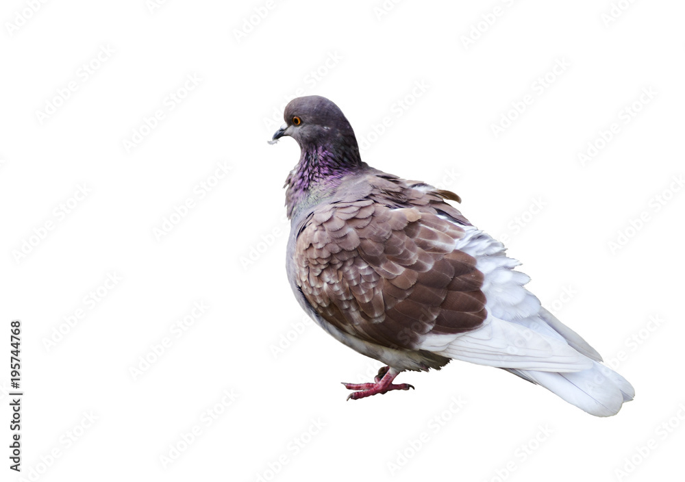 Fototapeta premium Wild colored dove