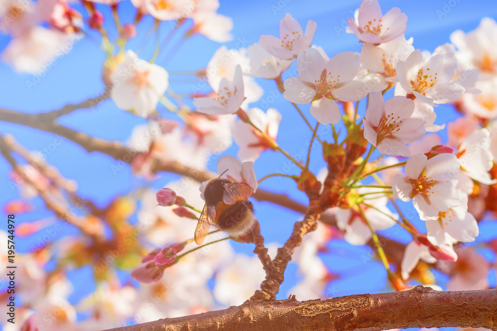 Bee and Sakura cherry tree flowers blossom blue sky Bee and Sakura cherry tree flowers blossom blue sky