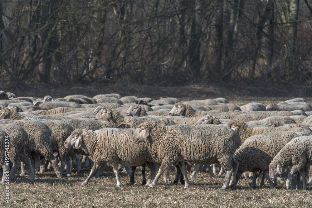 Obraz premium Sheep graze among the wild forests and fields. Flock of sheep with shepherd and dog. Sheep provide wool, milk and meat. Konzept: agriculture or animal husbandry