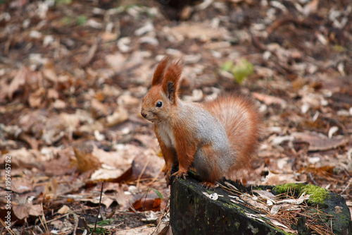 Red squirrel sitting on a stump. Animals