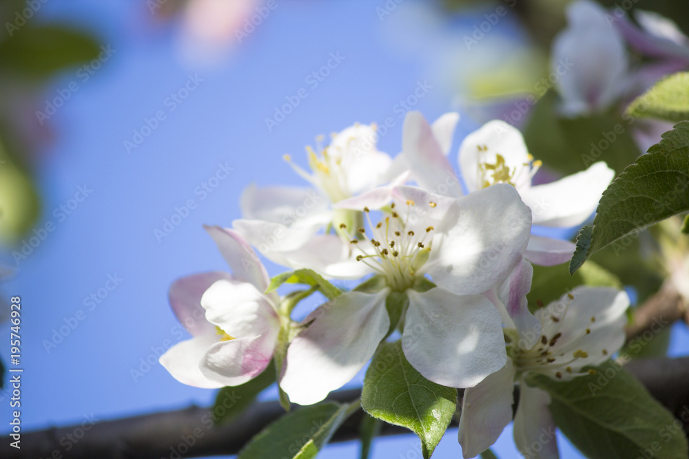 Blooming apple tree. Spring flowering of trees. Apple tree flower macro