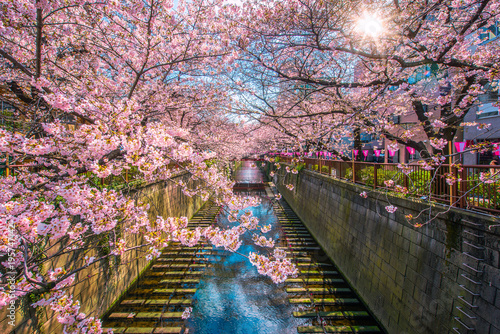 Cherry blossom sakura lined Meguro Canal in Tokyo, Japan. photo