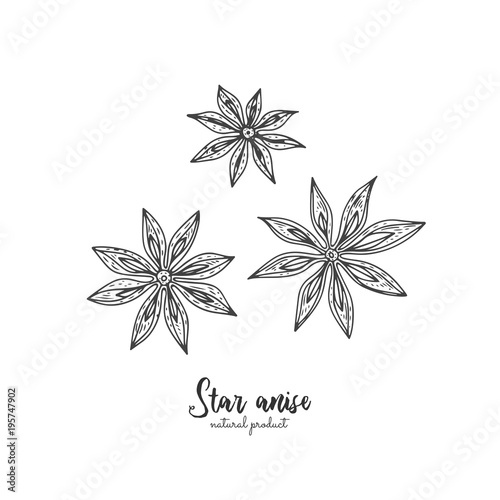 Star anise vector illustration isolated on white background. Vector vintage spices illustration. Detailed natural spices drawing. Great for menu, recipes, decoration kitchen items.