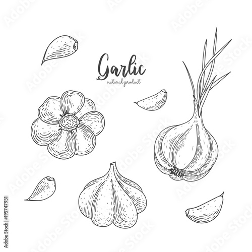 Vector garlic hand drawn illustration in the style of engraving. Detailed vegetarian food drawing. Farm market product. Engraving illustration for create the menu, recipes, decorating kitchen items.