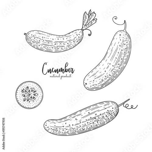 Vector cucumber hand drawn illustration in the style of engraving. Organic hand drawn elements. Farm market vegetables. Vegetarian food for design menu, recipes, decoration kitchen items.