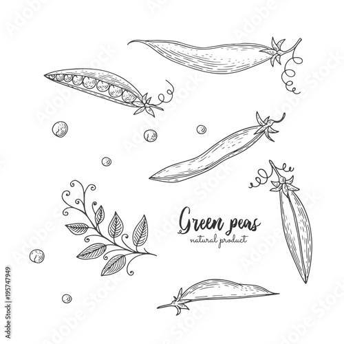 Vector engraved illustration of green peas. Eco organic food. Vegetarian food for design menu, recipes, wrapping paper, street festival, farmers market, cafe, restaurant, decoration kitchen items.