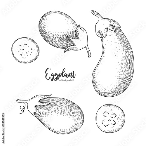 Natural food for farmers market. Vector eggplant hand drawn illustration. Contour outline style. Vegetarian food for design menu, recipes, package design, decoration kitchen items