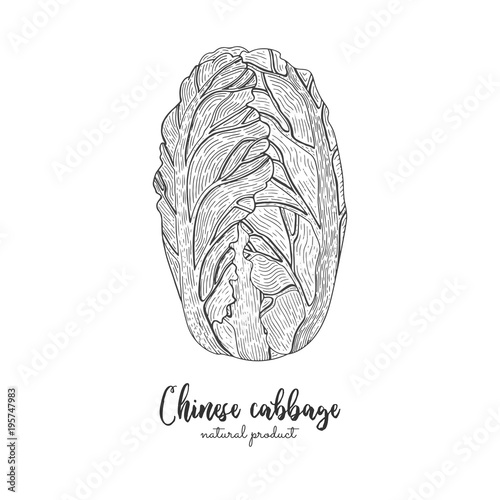 Chinese cabbage hand drawn vector illustration. Isolated vegetable engraved style object. Detailed vegetarian food drawing. Farm market product. Great for menu, recipes, farmers market, packing