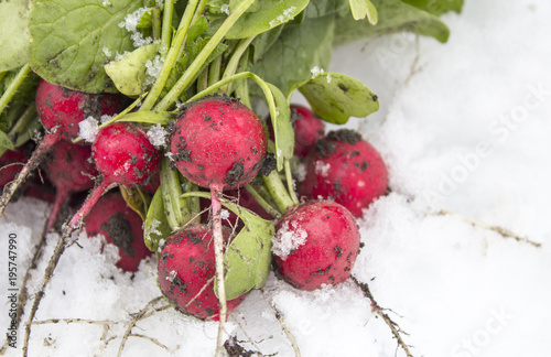 Radish in the snow. Spring frosts. vegetables