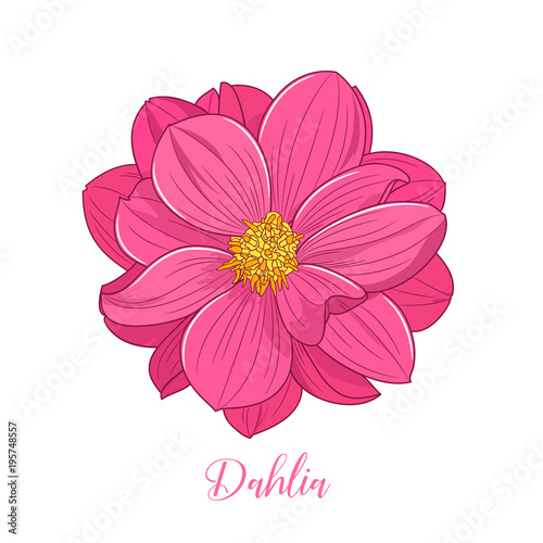 Fototapeta Naklejka Na Ścianę i Meble -  Cute dahlia flower, hand-drawn in cartoon style. Floral background. Element for design, creativity, scrapbooking.