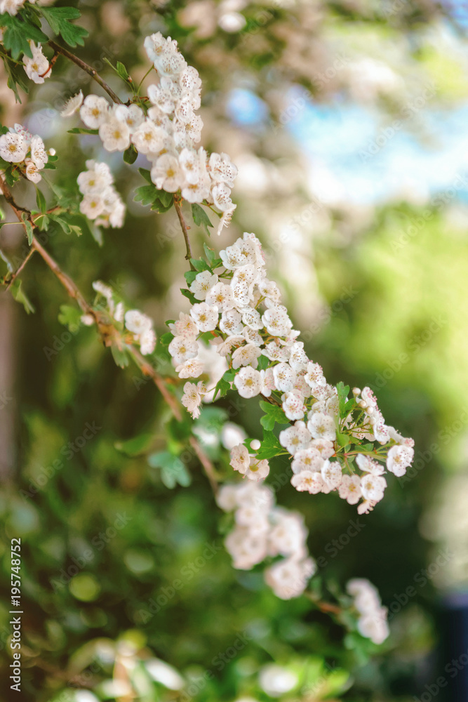 Trees blooming park Leeds Castle Kent UK Trees blooming park Leeds Castle Kent UK