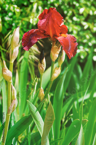 Red wine Iris in Kitchen  France photo