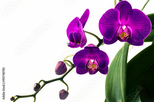 Studio shot of purple Phalaenopsis Orchids on white background in various states of bloom