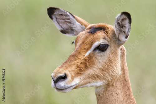 Portrait of a female impala in Serengeti National Park in Tanzania