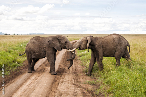 Two elephant bulls fighting on the path in the Serengeti National park in Tanzania