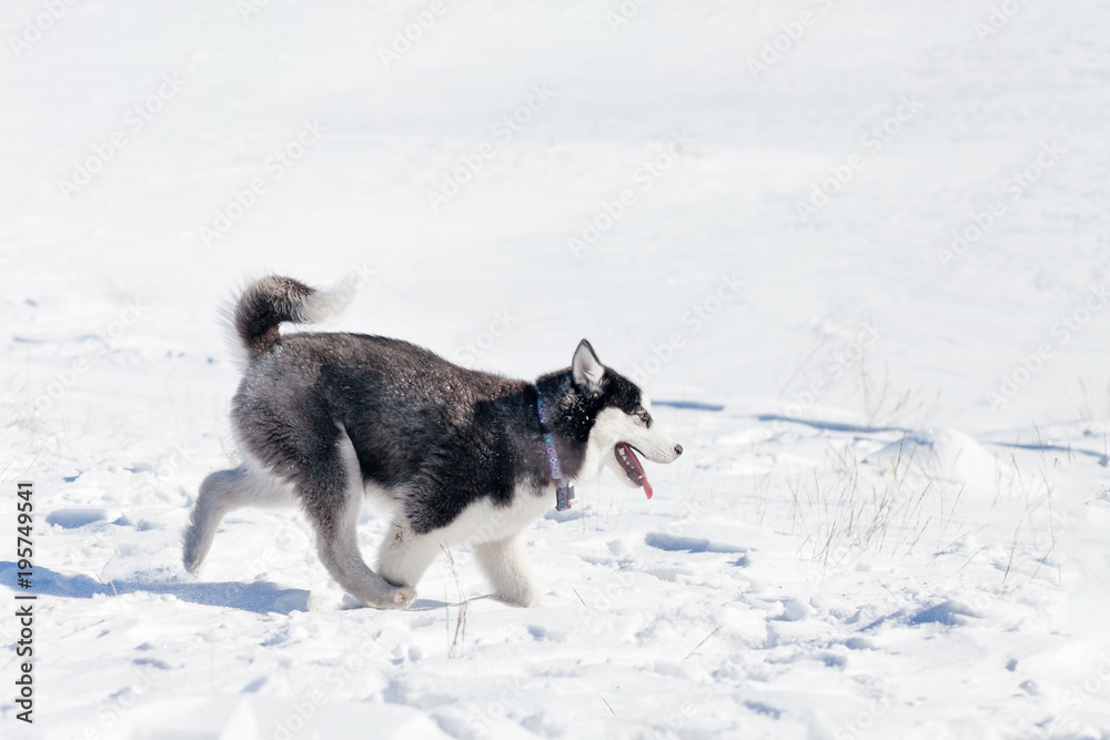 Cute husky dog on snow