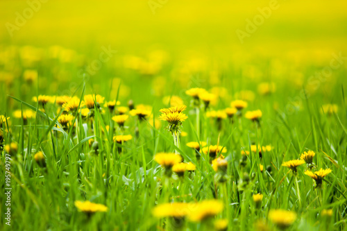 Field with yellow dandelions  a panoramic background of nature. Selective focus