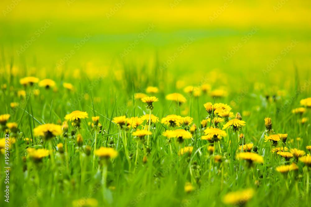 Field with yellow dandelions, a panoramic background of nature. Selective focus