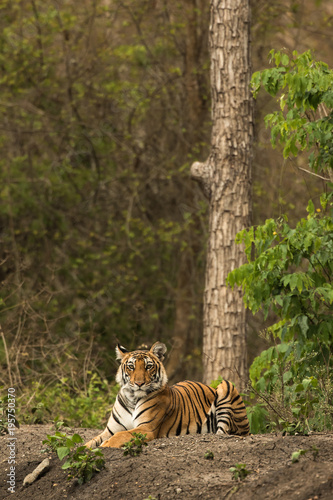 Royal Bengal Tiger Nagarhole National Park Karnataka India