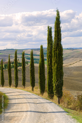 Tuscan cypresses at the turn of the road close-up. Italy