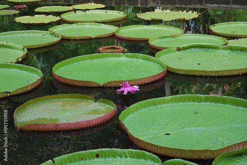 The island of Mauritius. Pond in the Botanical Garden