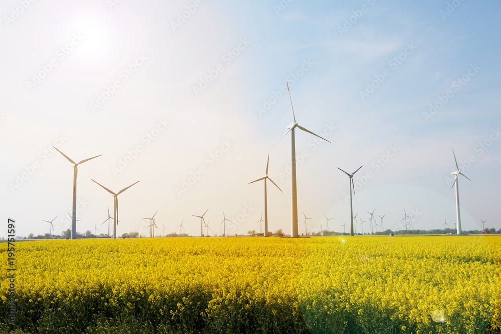 Wind turbines and rape field Wind turbines and rape field