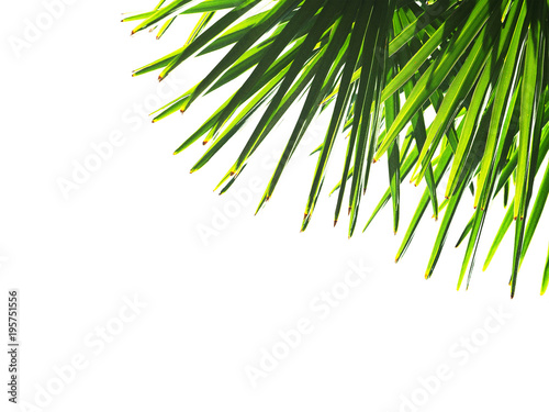 Green palms leaves isolated on white background. Borassus flabellifer, known as doub, palmyra, tala or toddy palm. Sun rays, backlight