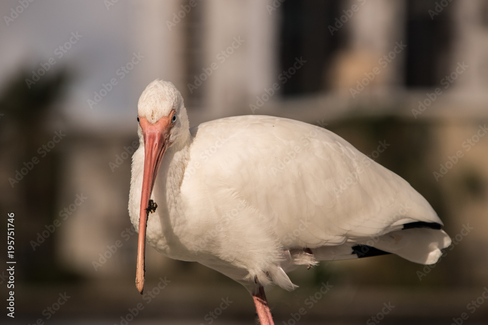 Fototapeta premium Beautiful White Ibis with blurred background