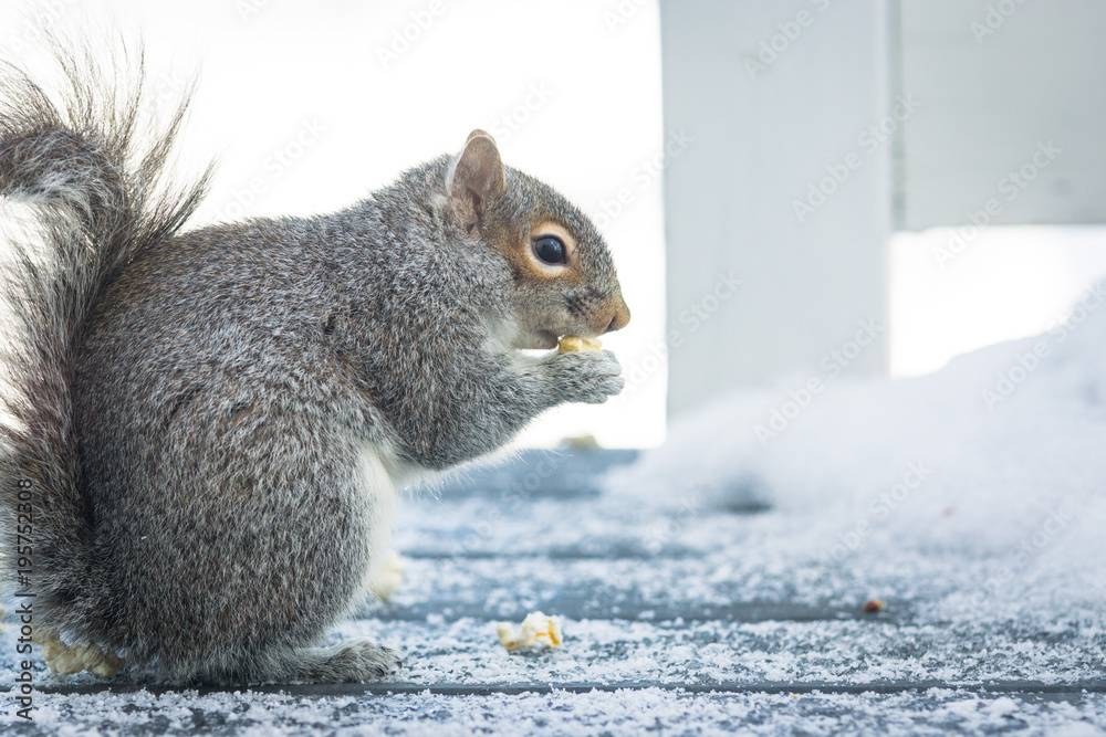 Fototapeta premium A squirrel eats a snack during winter