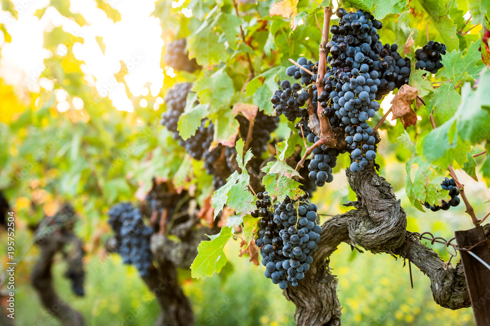 bunch of red grapes for red wine in vineyard before harvest