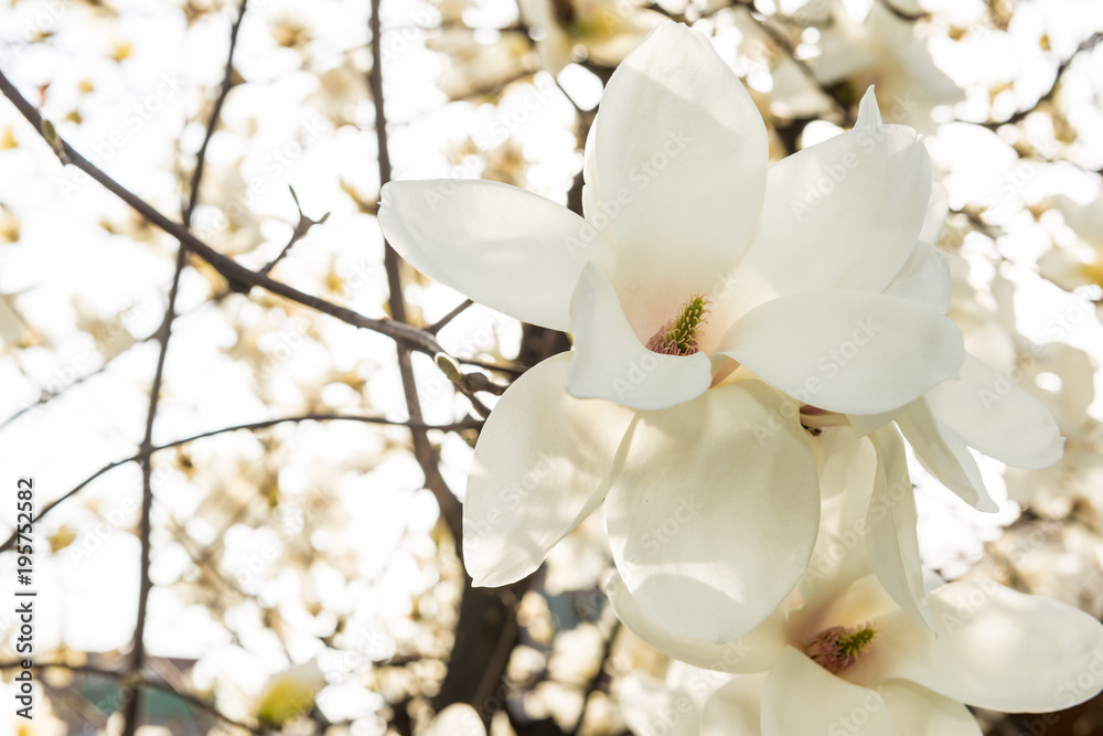 Obraz premium Magnolia beautiful white flower