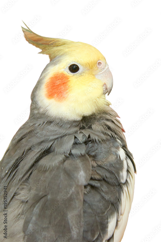 Cockatiel on a white background. The cockatiel, also known as the quarrion, is a bird that is a member of the cockatoo. The cockatiel is the only member of the genus Nymphicus. Cockatiel on a white background. The cockatiel, also known as the quarrion, is a bird that is a member of the cockatoo. The cockatiel is the only member of the genus Nymphicus.