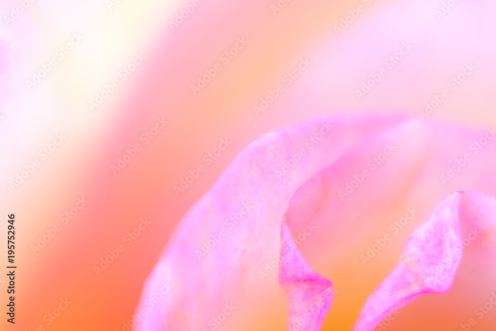 Beautiful bloom of multicolored rose flower macro detail - softness abstraction
